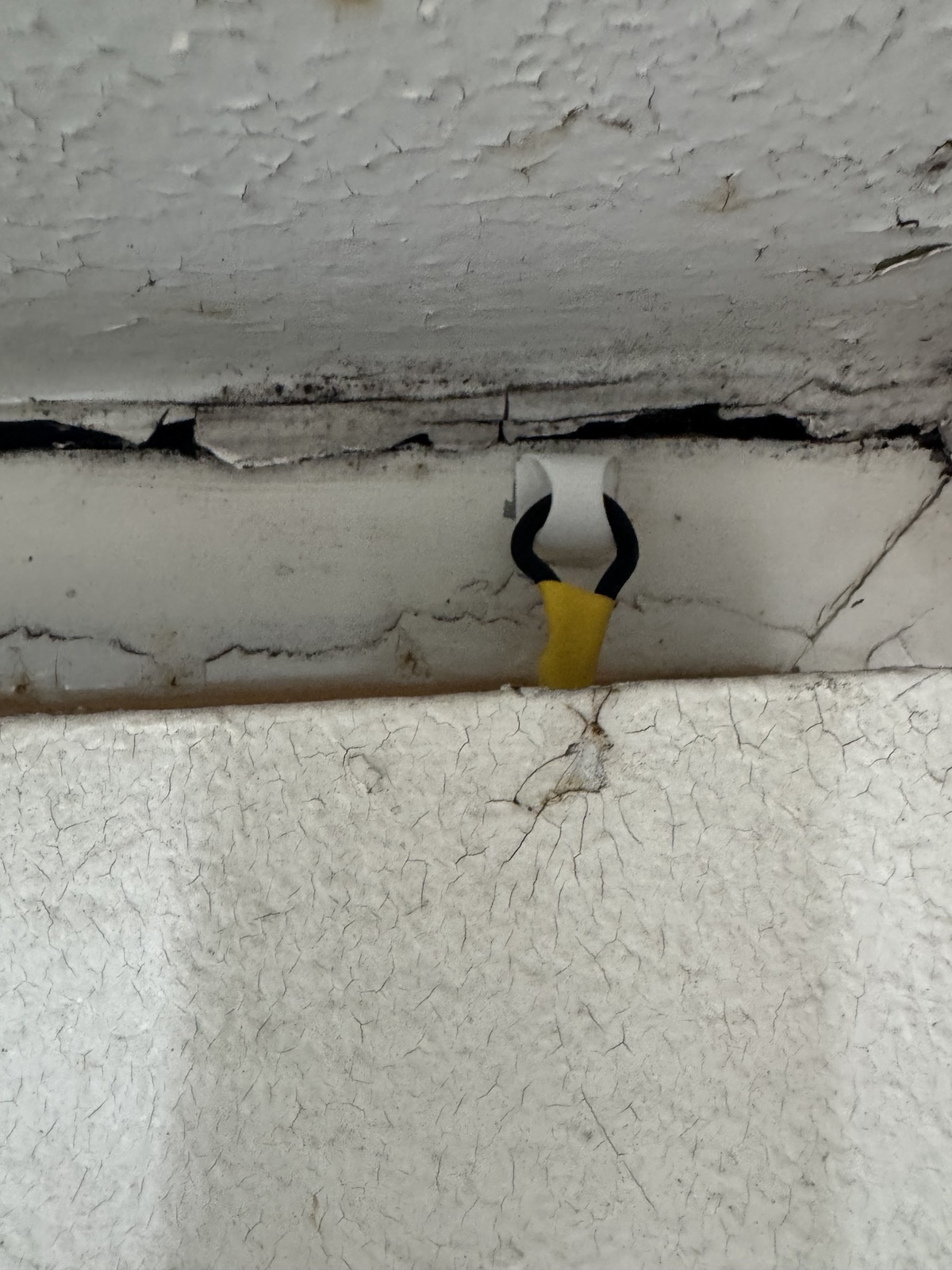 Backdoor Botfly's tail jammed between the door and frame
