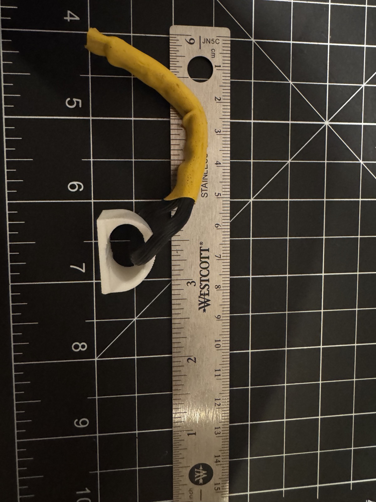 Backdoor Botfly with a hook-shaped tail, shown against a ruler for scale